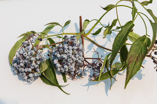 USA, Washington State, Whitman County. Palouse. Shrub with purple Elder Berries.