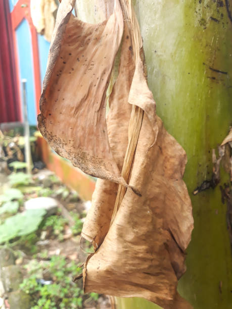 istock Dried banana leaves fall off 1422041799