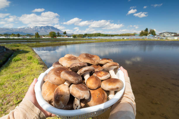 A basket full of Shitake Mushrooms held with rural landscape stock photo