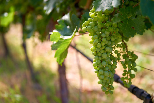 белый винный виноград на лозах - vinifera стоковые фото и изображения