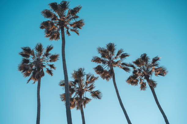 istock Palm trees at Santa Monica beach. 1422054190