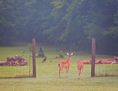 Couple of doe working their way through the backyard and field to their daytime resting spot.