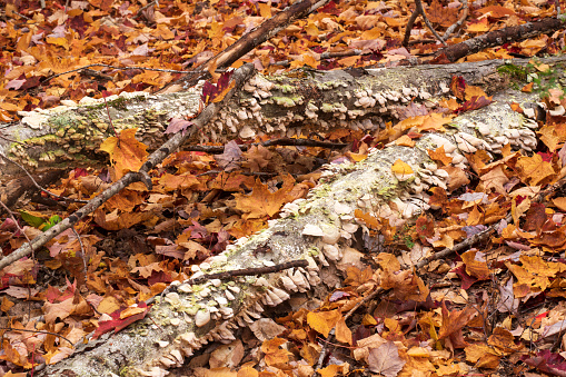 Fallen leaves and tree trunk in forest, Grafton Notch State Park, Maine, USA
