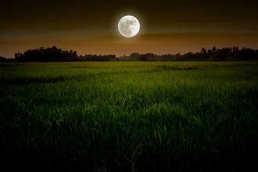 Full moon in rice field. Dramatic night with moonlight