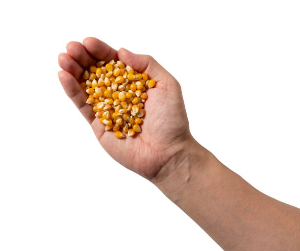 istock Male hand on white background, dried corn kernels in hand. 1422066887