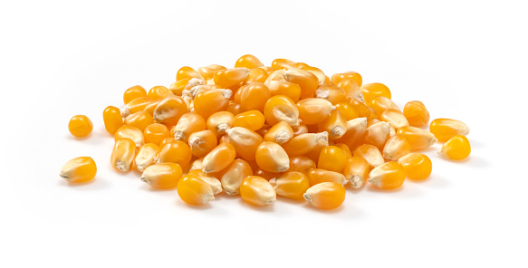 Dried corn kernels placed on white background. Corn for popcorn.