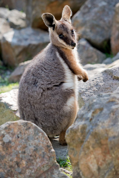 istock the yellow footed rock wallaby is looking over its shoulder 1422067283