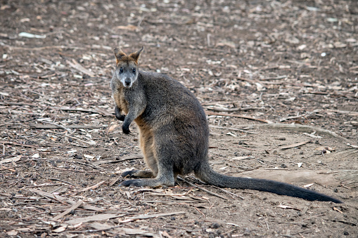 the swamp wallaby is mainly tawny grey with a whiteunder carriage with white cheeks and black paws
