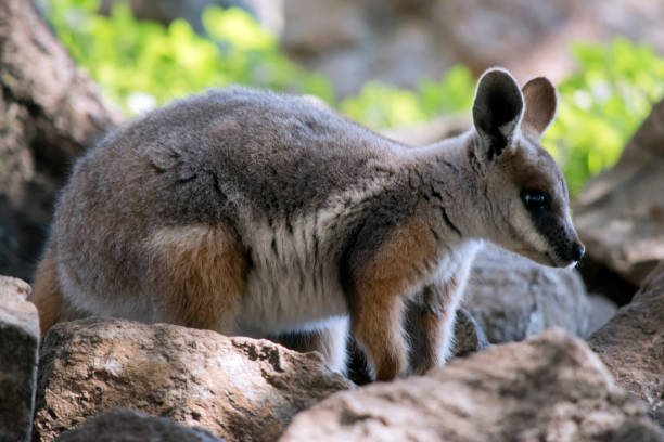 istock this is a side view of a young yellow footed rock wallaby 1422067350