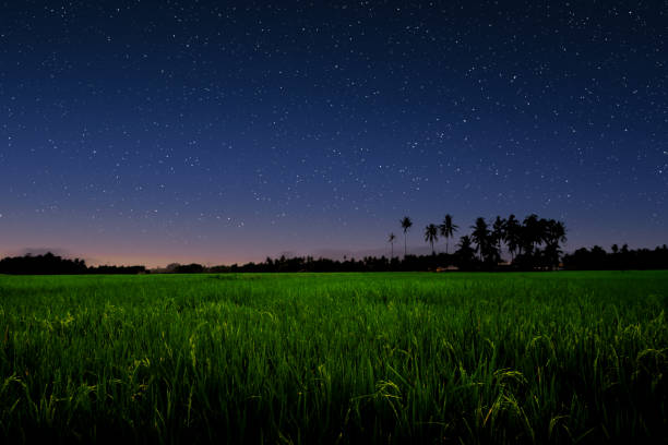 istock Starry sky over green field. 1422069118