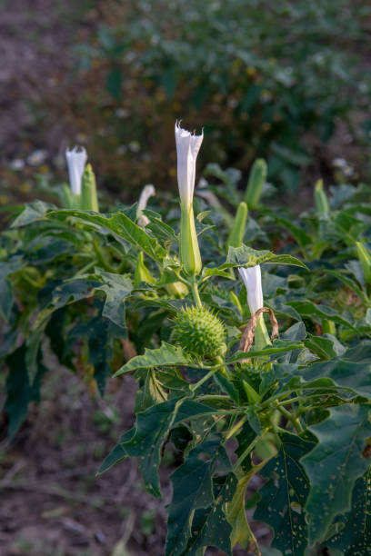 Hallucinogen plant Devil's Trumpet (Datura stramonium). White flower of  Jimsonweed ( Jimson weed ), Thorn apple or Devil's snare. stock photo