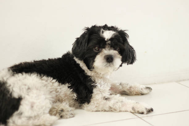 istock shih tzu dog lying on the floor and looking at the camera 1422072649