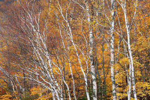 Forest in fall colors, Grafton Notch State Park, Maine, USA