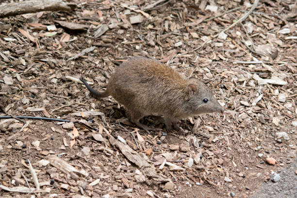 le potoroo à long nez ressemble à un rat - long nosed potoroo photos et images de collection