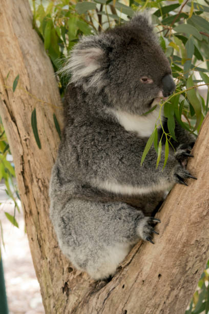 istock the koalai is eating gum leaves 1422073199