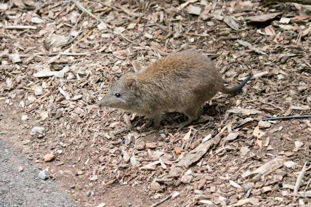 le potoroo à long nez ressemble à un rat - long nosed potoroo photos et images de collection