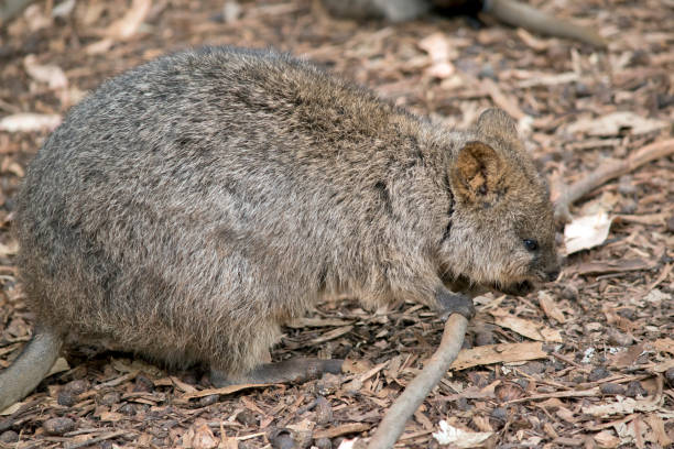 istock this is a side view of a quokka 1422074042
