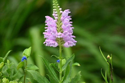 False dragonhead ( Physostegia virginiana ) flowers. Lamiaceae perennial plants. Pink flowers bloom from July to October.