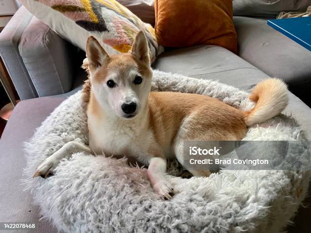 Happy Shiba Inu Lying In A Pet Bed Stock Photo - Download Image Now - Bed - Furniture, Dog, Lying Down