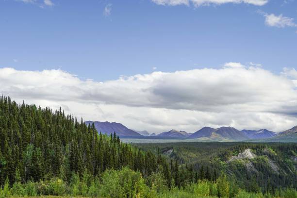 горный хребет аляски с елями ситка летом, аляска, сша - forest alaska plant sitka spruce стоковые фото и изображения