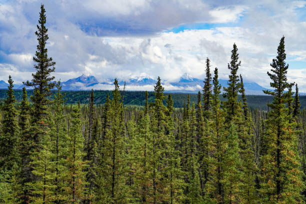 istock Glacier Alaska Mountain Range in Boreal Forest, Sitka Spruce, Alaska, USAG 1422078568