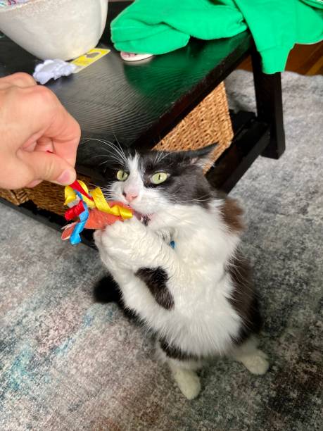 istock Happy cat playing with a toy 1422078666