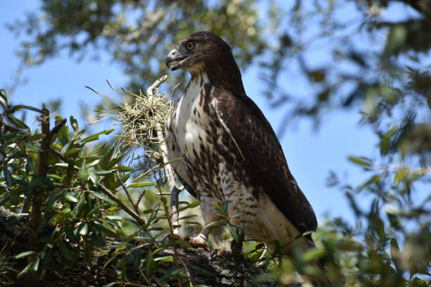 Portrait of a Red-tailed Hawk of Houston A beautiful Hawk at Hermann Park in Houston Texas. accipiter striatus stock pictures, royalty-free photos & images