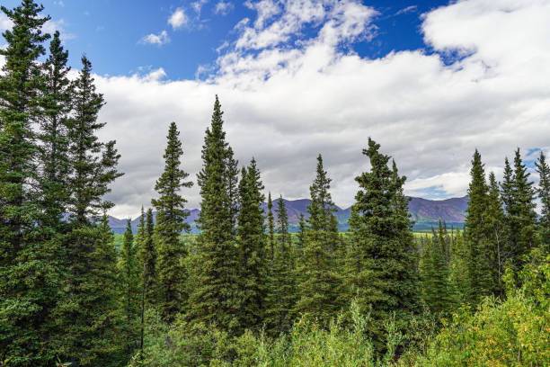 cordillera de alaska en el bosque boreal, sitka spruce, alaska, ee.uu. - spruce tree fotografías e imágenes de stock