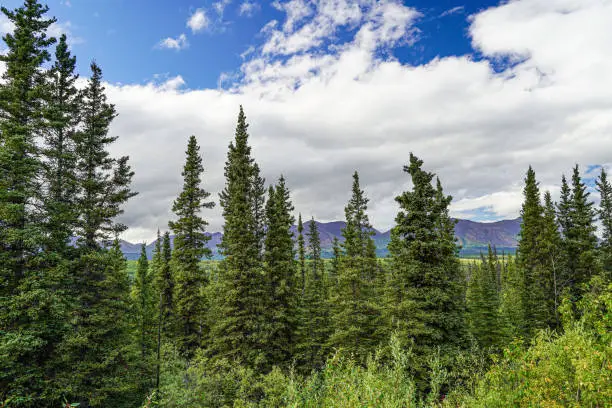 Sitka Spruce trees make up much of the Boreal Forest in the Alaska Mountain Range as seen from the Alaskan Highway (AK 2) following the Tanana  River in the interior of Alaska.