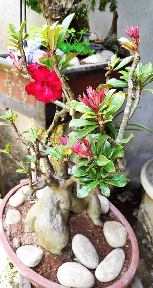 Kemboja Red Flower