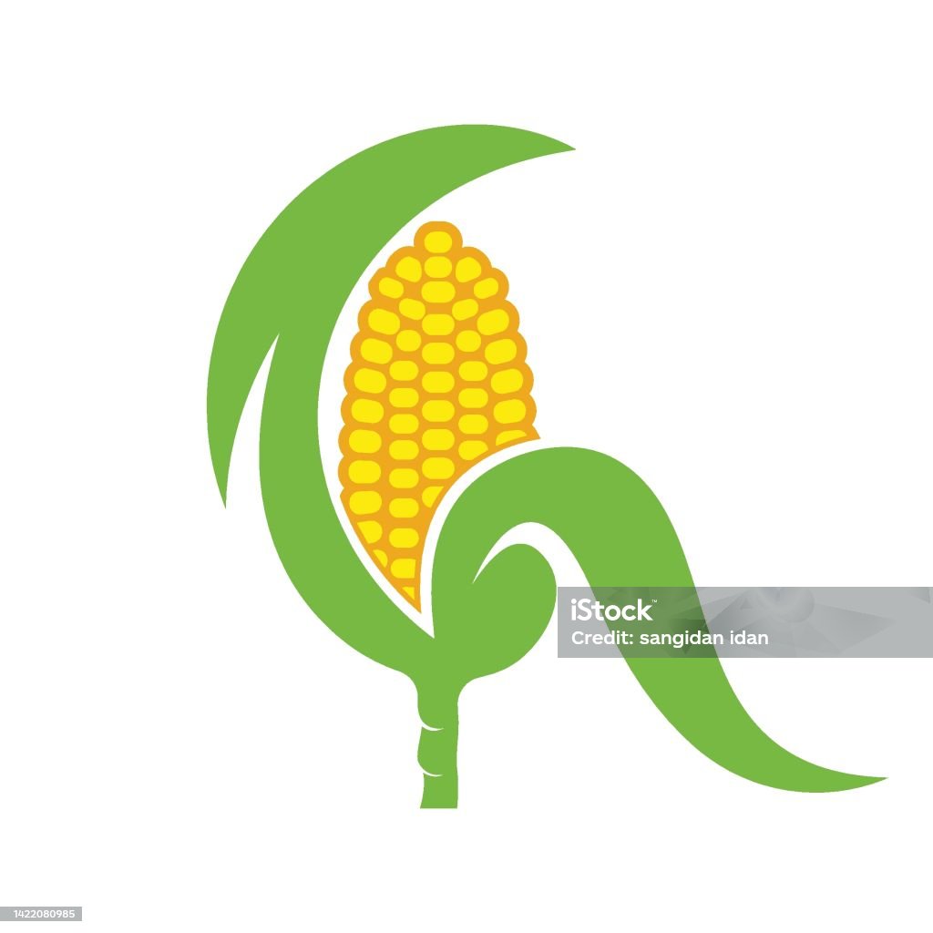 Corn Design Element Fresh Corn Vector Element Illustration Design Template Stock ...