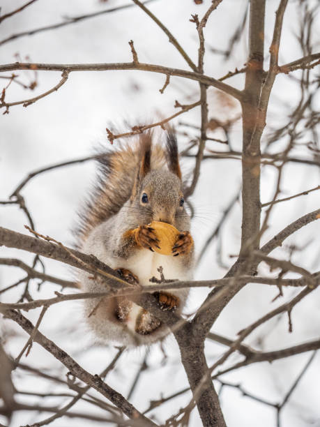 istock The squirrel with nut sits on tree in the winter or late autumn. 1422082635