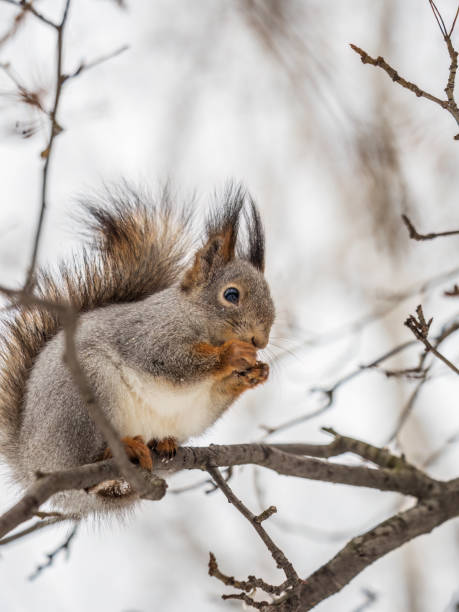 istock The squirrel with nut sits on tree in the winter or late autumn. 1422082636
