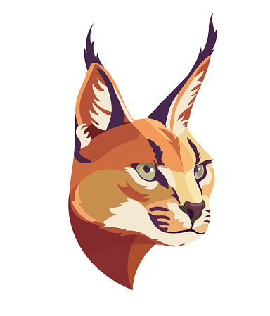 Caracal wild cat isolated vector illustration. Hand drawn color caracal sketch animal. isolated vector illustration. Hand drawn color caracal sketch animal.