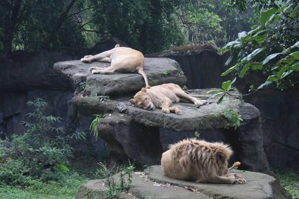 istock three lions in the zoo 1422084765