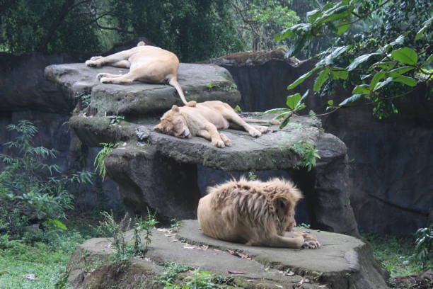 istock three lions in the zoo 1422084777