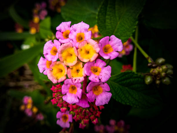 purple and pink flowers background