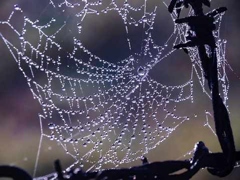 Spider webs covered in dew