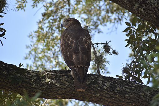 A beautiful Hawk at Hermann Park in Houston Texas.