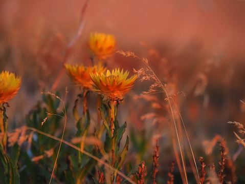Mountain wildflowers at sunset