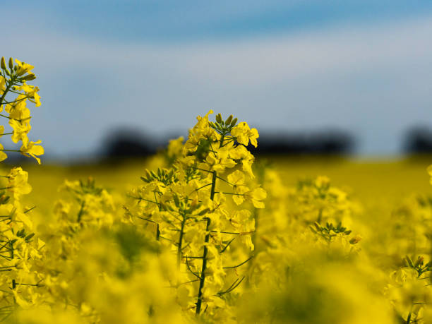 istock Close up of canola flower 1422087703
