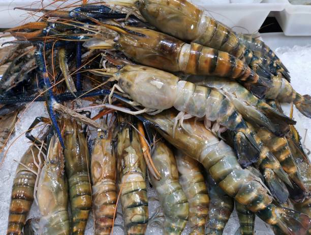 istock River prawns (shrimp) preparing for selling in the Market. 1422087926