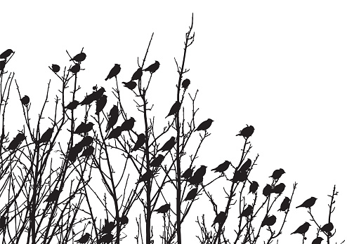 Vector silhouettes of a group of birds in tree branches.