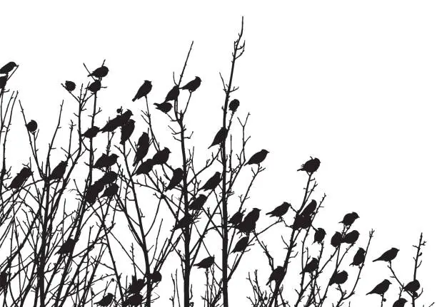 Vector illustration of Birds in a Tree Silhouette