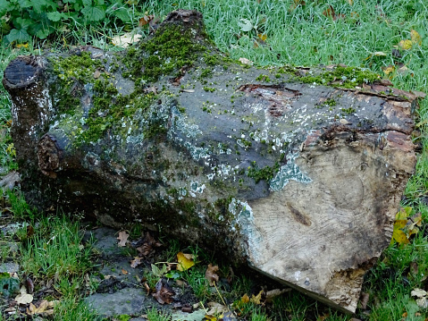 This photo was shot in late October 2021, on a public park of Dusseldorf, Germany, and depicts in close-up several moss and types of fungi, growing and thriving on a trunk fragment, of a fallen tree.