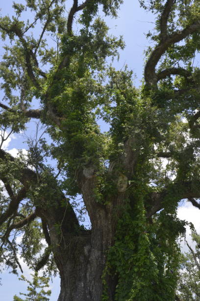 istock Louisana bayou and framing 1422097724