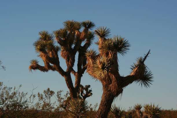 istock Joshua tree national park California 1422098490