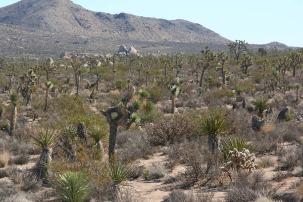 istock Joshua tree national park California 1422098552