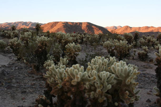 istock Joshua tree national park California 1422098909