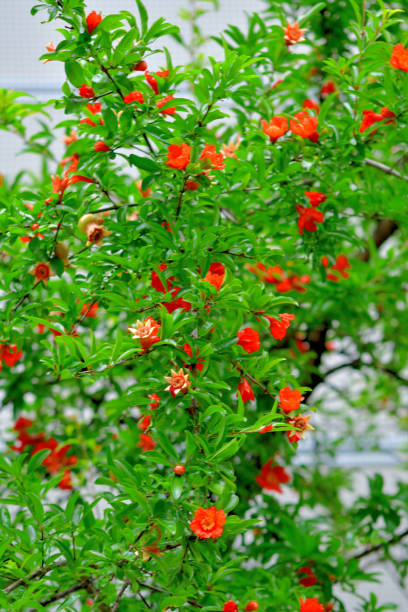 istock Pomegranate / Punica granatum: Fruit and Flower 1422101259